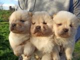 Her ile gönderim imkanımız olan Irk Garantili Chow chow Yavrularımız