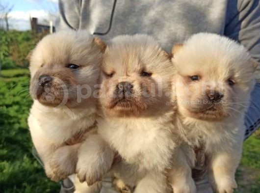 Her Ile Gönderim Imkanımız Olan Irk Garantili Chow Chow Yavrularımız