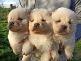 Her Ile Gönderim Imkanımız Olan Irk Garantili Chow Chow Yavrularımız