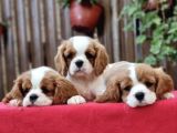 Evine sadık cavalier king charles spaniel yavruları
