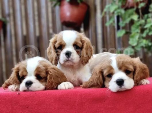 Evine Sadık Cavalier King Charles Spaniel Yavruları