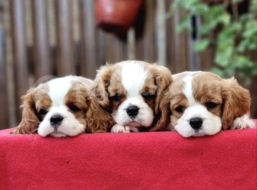 Evine Sadık Cavalier King Charles Spaniel Yavruları görsel