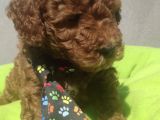 Yurt İçi Yurt Dışı Gönderim Imkanı Sağladığımız Irk Garantili Toy Poodle Yavrular