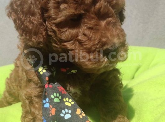 Yurt İçi Yurt Dışı Gönderim Imkanı Sağladığımız Irk Garantili Toy Poodle Yavrular görsel