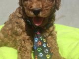 Yurt İçi Yurt Dışı gönderim ımkanı Sağladığımız Irk Garantili Toy Poodle Yavrular