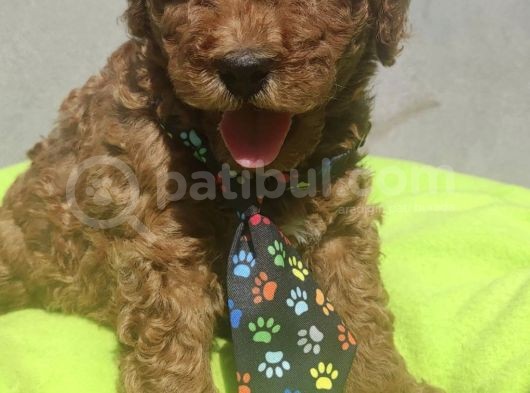 Yurt İçi Yurt Dışı Gönderim Imkanı Sağladığımız Irk Garantili Toy Poodle Yavrular