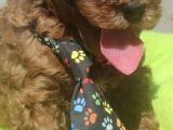 Yurt İçi Yurt Dışı Gönderim Imkanı Sağladığımız Irk Garantili Toy Poodle Yavrular
