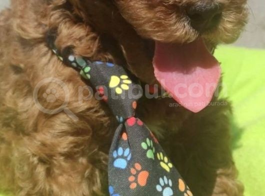 Yurt İçi Yurt Dışı Gönderim Imkanı Sağladığımız Irk Garantili Toy Poodle Yavrular görsel