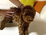 Dark red Brown Toy Poodle