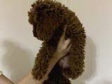 Toy Poodle Üst Kalite