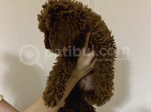 Toy Poodle Üst Kalite görsel