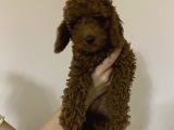 Dark Red Brown Toy Poodle