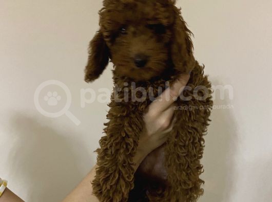Dark Red Brown Toy Poodle görsel