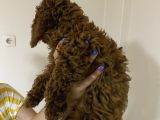 Toy Poodle Üst Kalite