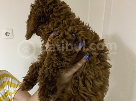Toy Poodle Üst Kalite görsel