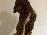 Toy Poodle Üst Kalite