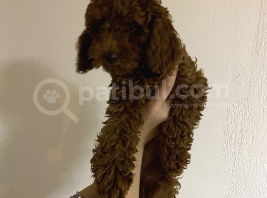 Toy Poodle Üst Kalite görsel
