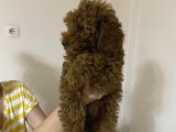 Dark Red Brown Toy Poodle