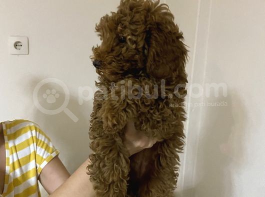 Dark Red Brown Toy Poodle görsel