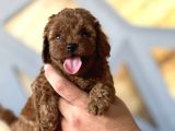 TOY POODLE REBDBROWN