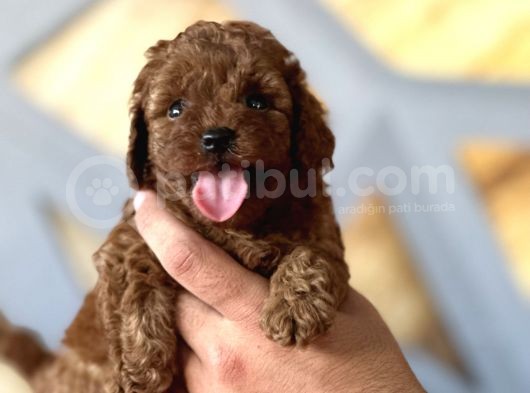 Toy Poodle Rebdbrown