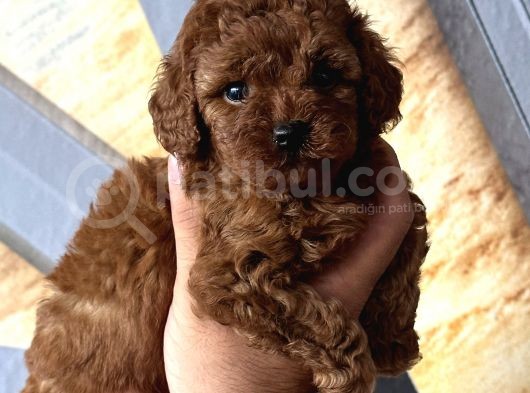 Toy Poodle Rebdbrown görsel