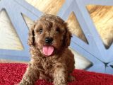 Toy Poodle Rebdbrown