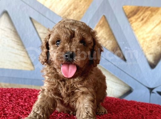Toy Poodle Rebdbrown görsel