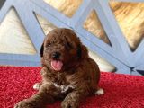 Toy Poodle Rebdbrown