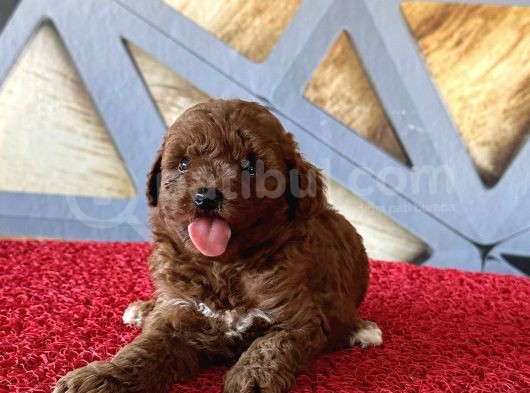 Toy Poodle Rebdbrown görsel