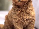 Adını Sen Koy Poodle