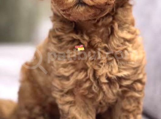 Adını Sen Koy Poodle görsel