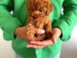 Yurt İçi Yurt Dışı Gönderim Imkanı Sağladığımız Irk Garantili Toy Poodle Yavrular
