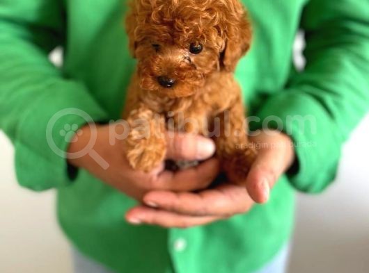Yurt İçi Yurt Dışı Gönderim Imkanı Sağladığımız Irk Garantili Toy Poodle Yavrular görsel