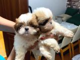 Erkek Disi Safkan Shi̇h Tzu Yavrulari