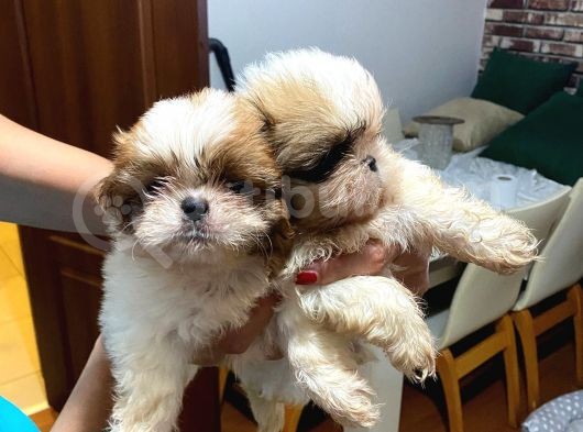 Erkek Disi Safkan Shi̇h Tzu Yavrulari görsel