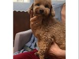 DÖNEMİNDE 2 YAŞINDA DİŞİ MİNYATÜR POODLE