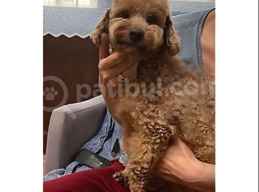 Dönemi̇nde 2 Yaşinda Di̇şi̇ Mi̇nyatür Poodle