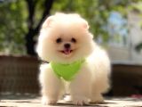 Pomeranian boo teddy face erkek yavrumuz