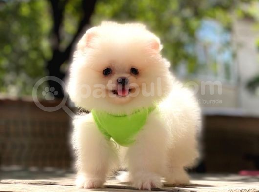 Pomeranian Boo Teddy Face Erkek Yavrumuz