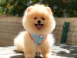 Pomeranian Boo Teddy Face Dişi Yavrumuz