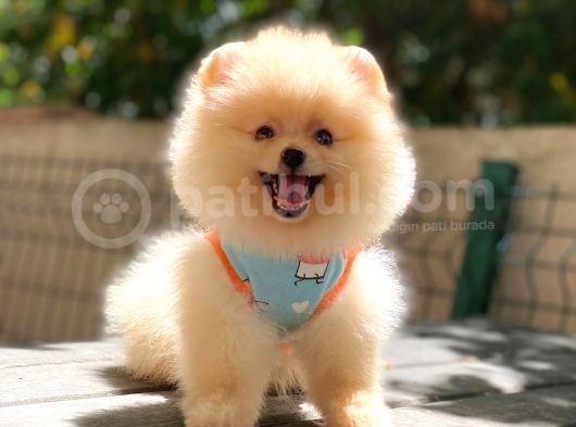 Pomeranian Boo Teddy Face Dişi Yavrumuz görsel