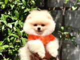 Pomeranian boo teddy face mini dişi yavrumuz