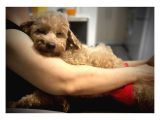 Dönemi̇nde 2 Yaşinda Di̇şi̇ Mi̇nyatür Poodle