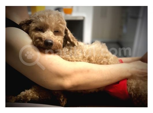Dönemi̇nde 2 Yaşinda Di̇şi̇ Mi̇nyatür Poodle görsel