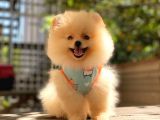 Pomeranian Boo Teddy Face Dişi Yavrumuz