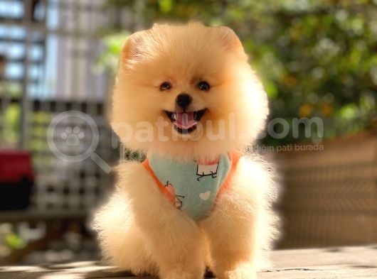 Pomeranian Boo Teddy Face Dişi Yavrumuz görsel