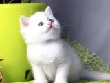 KAR BEYAZI BRİTİSH SHORTHAİR YAVRULARIMIZ