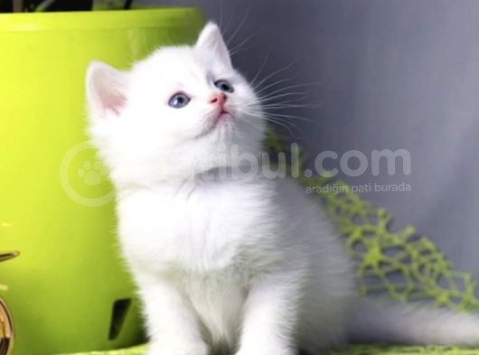 Kar Beyazi Bri̇ti̇sh Shorthai̇r Yavrularimiz