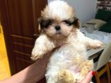 ERKEK DISI SAFKAN SHİH TZU YAVRULARI